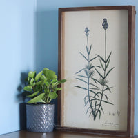 Framed Botanical Print