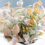 Harvest Harmony Bush
