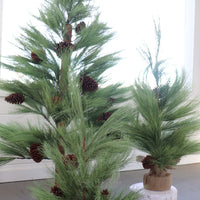Long Needle Pine Tree Collection