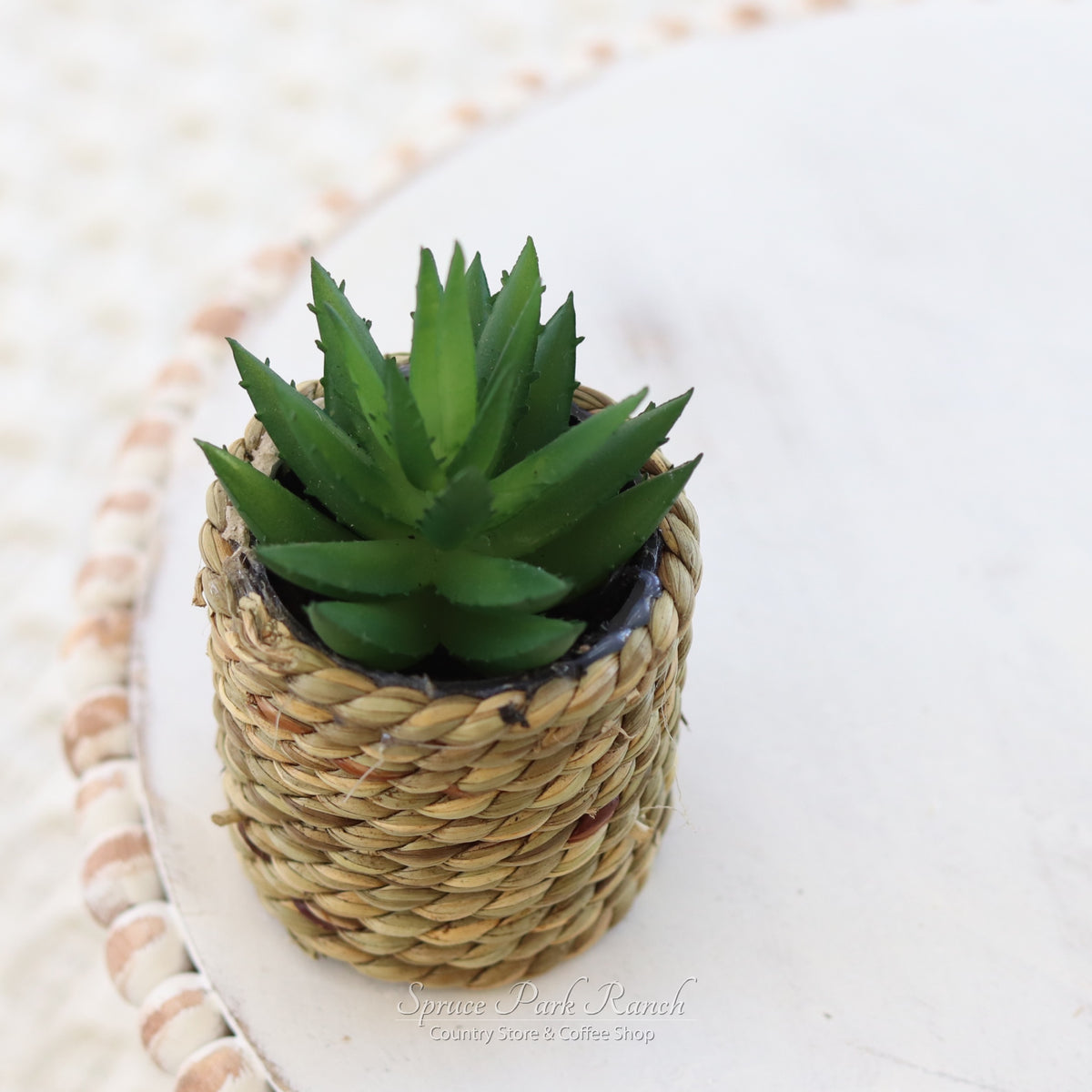 Mini Succulent Plant