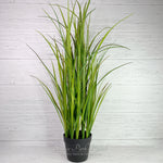 Potted Tall Grass