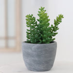 Potted Succulent