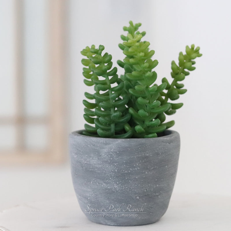 Potted Succulent