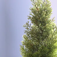 Cedar Tree with Burlap Base