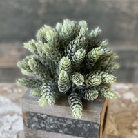 Frosted Hops Greenery Collection
