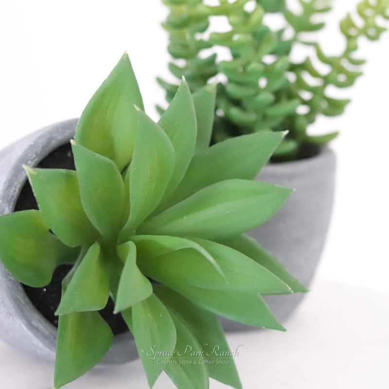 Potted Succulent