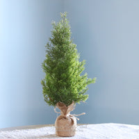 Cedar Tree with Burlap Base