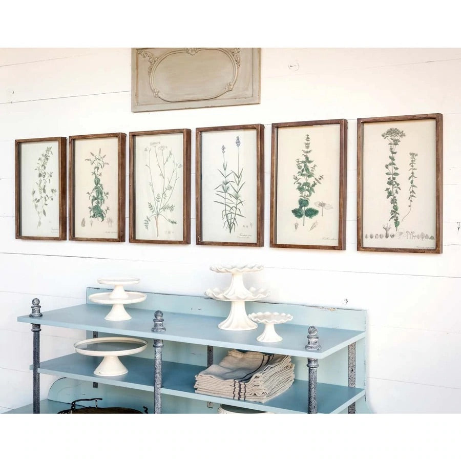 Framed Botanical Print