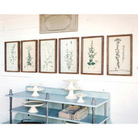 Framed Botanical Print