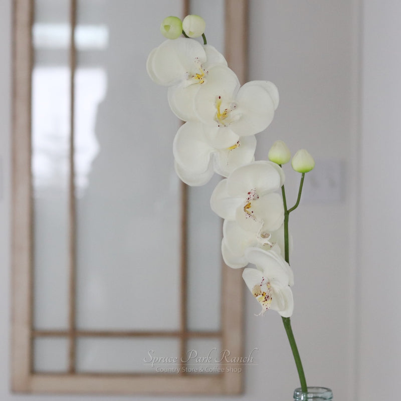 Orchid Stem Fresh Touch 30.5"