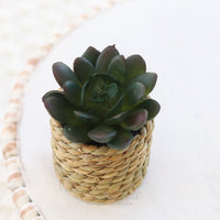 Mini Succulent Plant