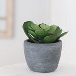 Potted Succulent