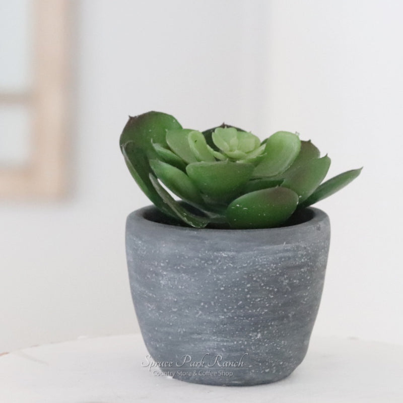 Potted Succulent