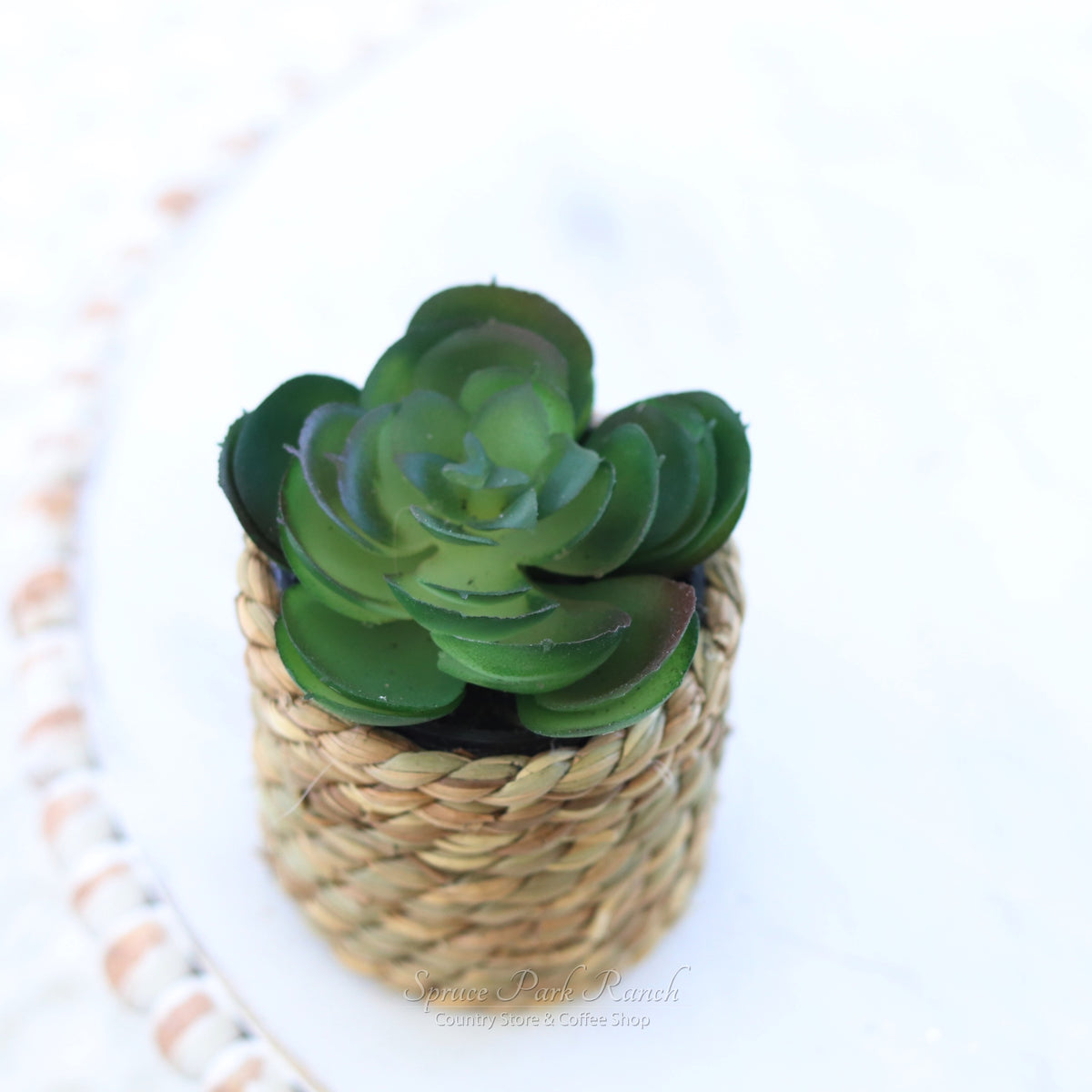 Mini Succulent Plant