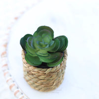 Mini Succulent Plant