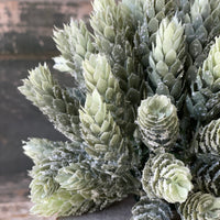 Frosted Hops Greenery Collection