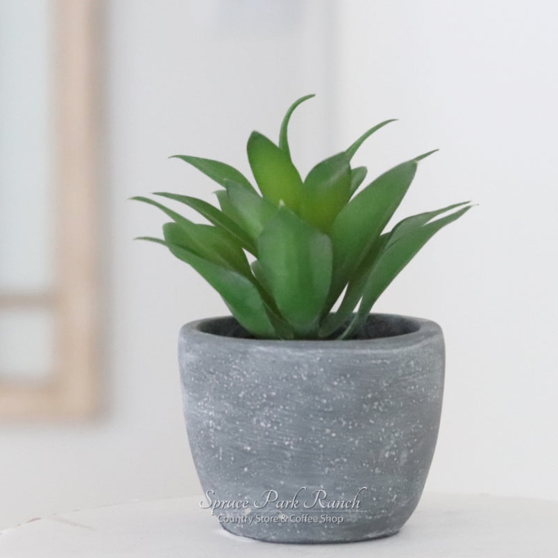 Potted Succulent