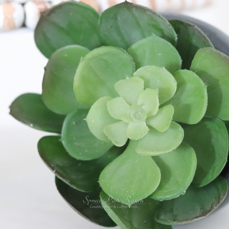 Potted Succulent