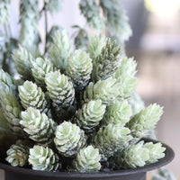 Frosted Hops Greenery Collection