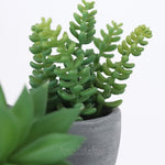 Potted Succulent