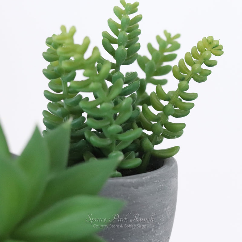 Potted Succulent