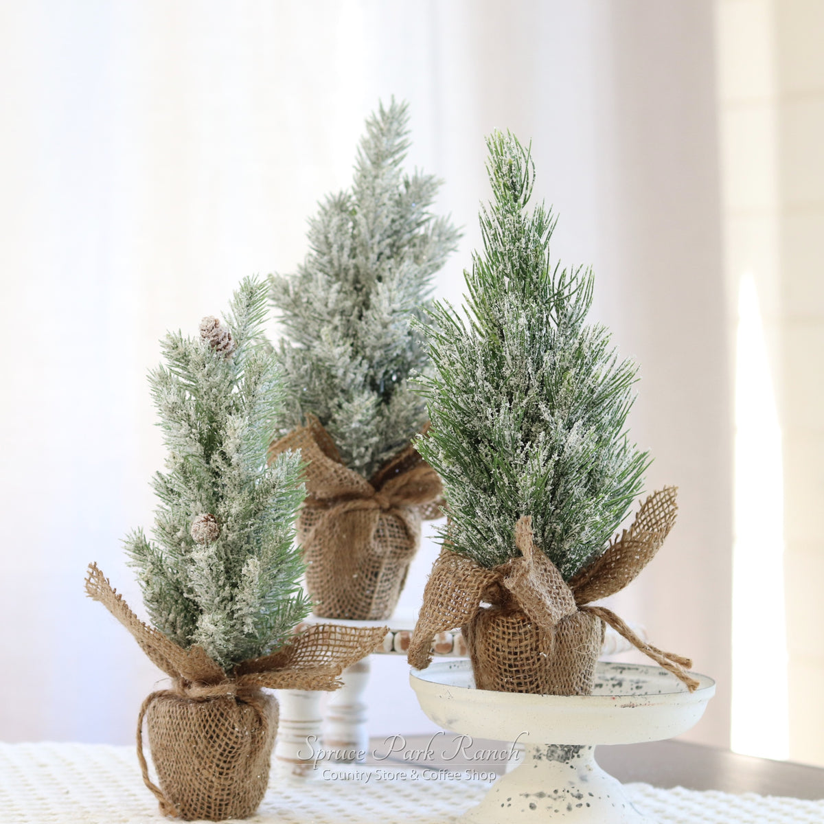 Mini Potted Pine