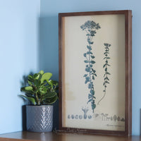 Framed Botanical Print