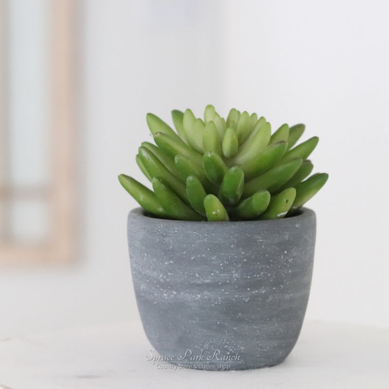Potted Succulent