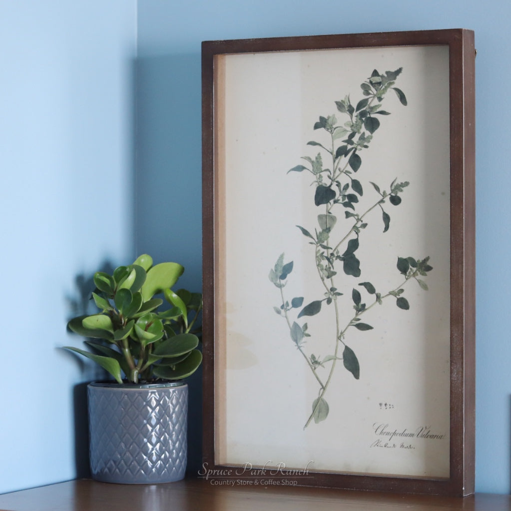 Framed Botanical Print