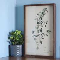 Framed Botanical Print