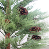 Long Needle Pine Tree Collection
