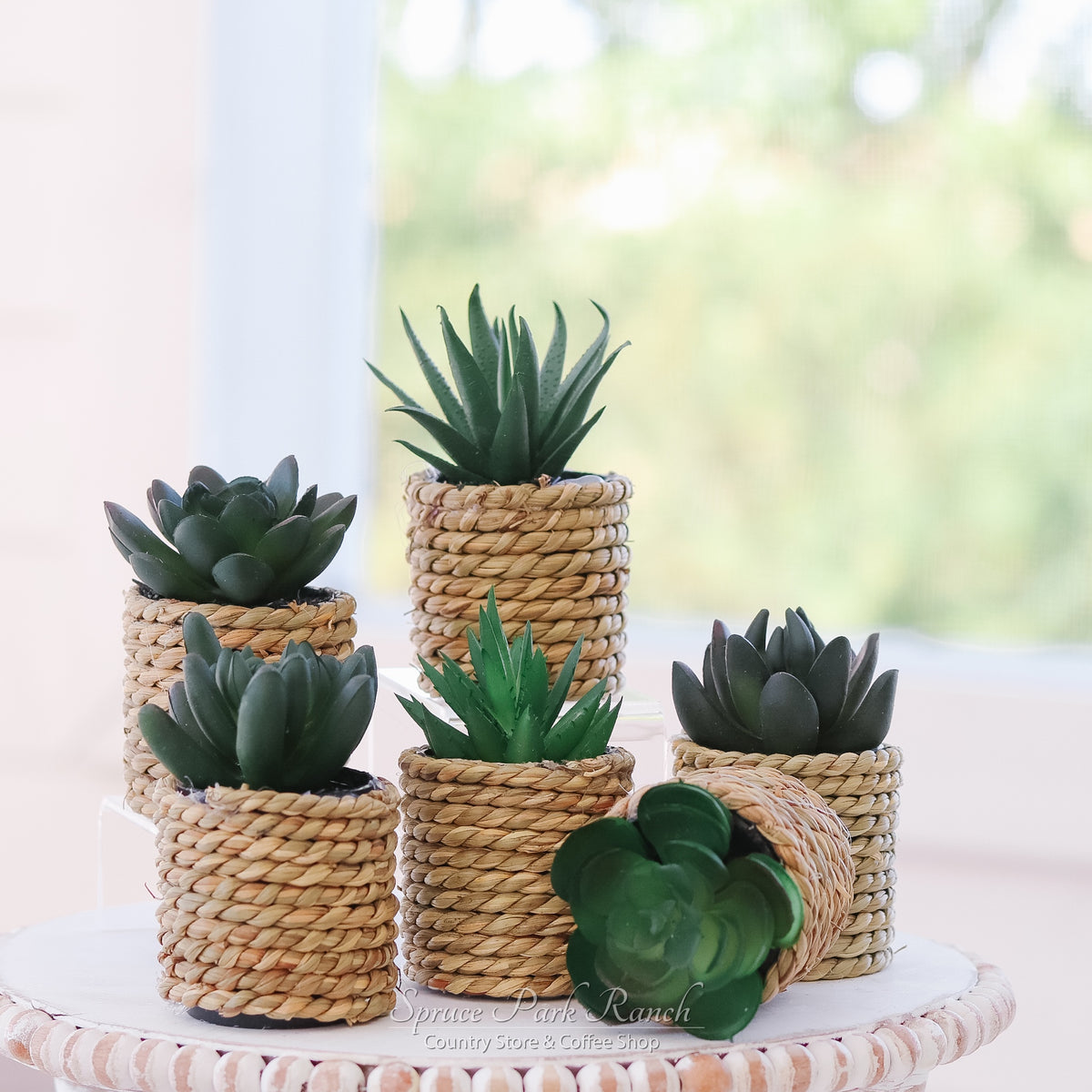 Mini Succulent Plant