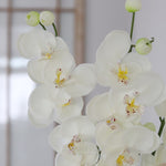 Orchid Stem Fresh Touch 30.5"