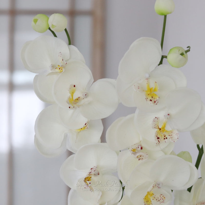 Orchid Stem Fresh Touch 30.5"