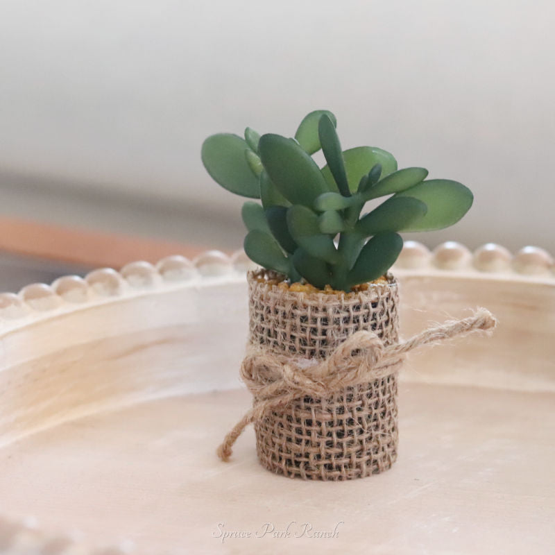 Mini Potted Succulent