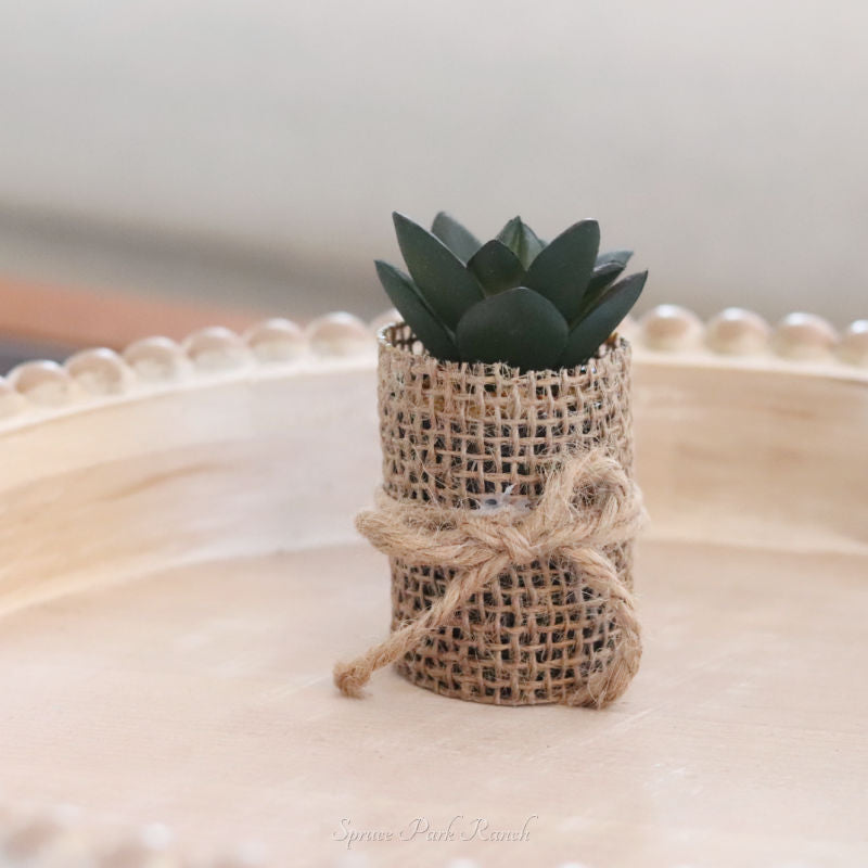 Mini Potted Succulent